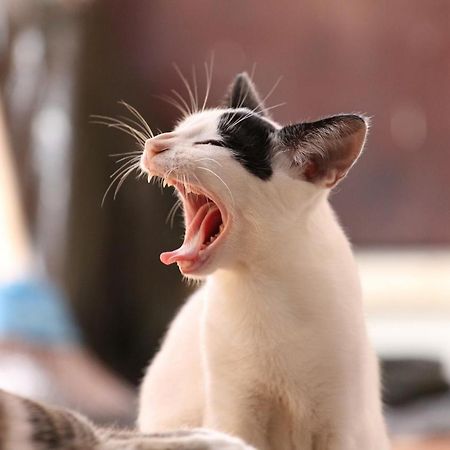 猫と断食の宿 Cat Inn Neko Kunisaki Exteriör bild