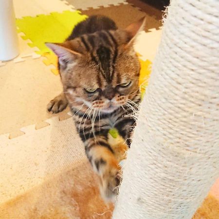 猫と断食の宿 Cat Inn Neko Kunisaki Exteriör bild