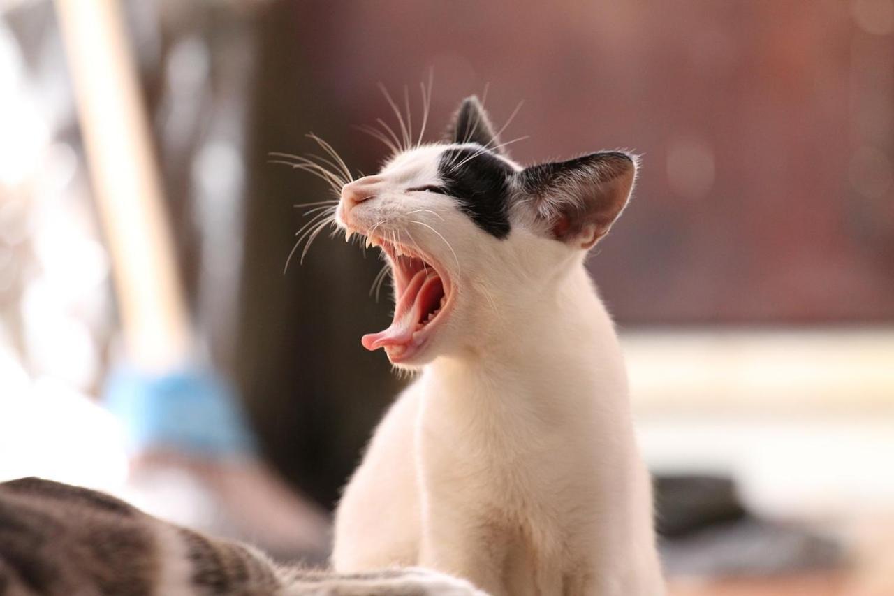 猫と断食の宿 Cat Inn Neko Kunisaki Exteriör bild