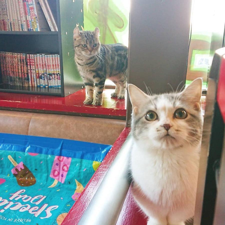 猫と断食の宿 Cat Inn Neko Kunisaki Exteriör bild