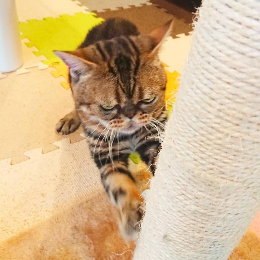 猫と断食の宿 Cat Inn Neko Kunisaki Exteriör bild