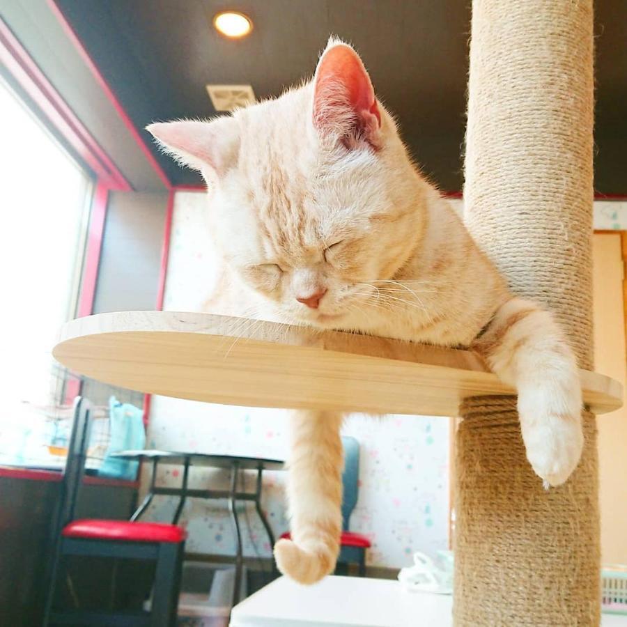 猫と断食の宿 Cat Inn Neko Kunisaki Exteriör bild
